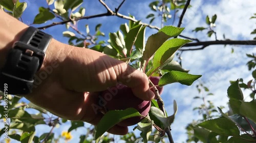 pick an apple from the tree