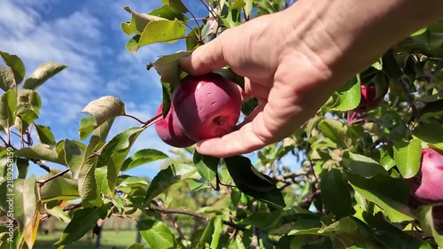 pick an apple from the tree