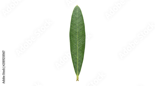 Фотография Single vibrant green olive leaf featuring detailed veins and a smooth elongated