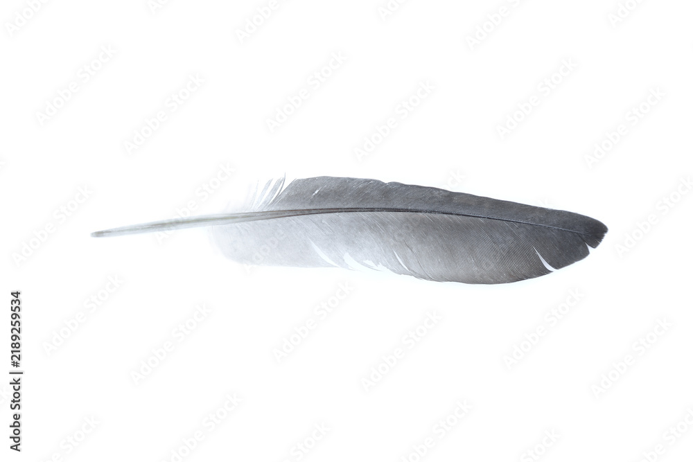 Obraz premium Grey feather isolated on white background, Beautiful feather