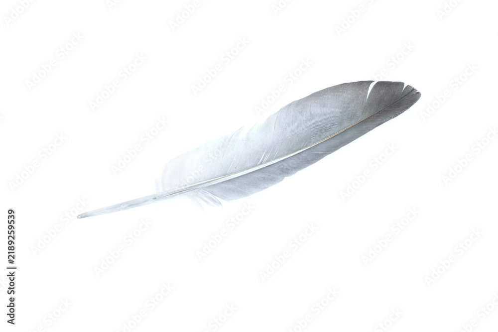 Fototapeta premium Grey feather isolated on white background, Beautiful feather