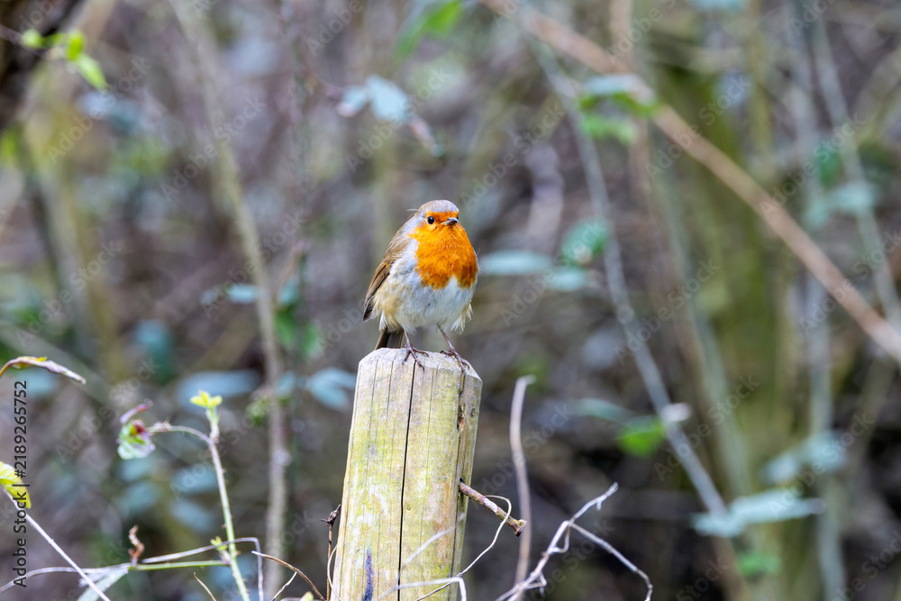 Fototapeta premium Adult European robin on a weathered fence post
