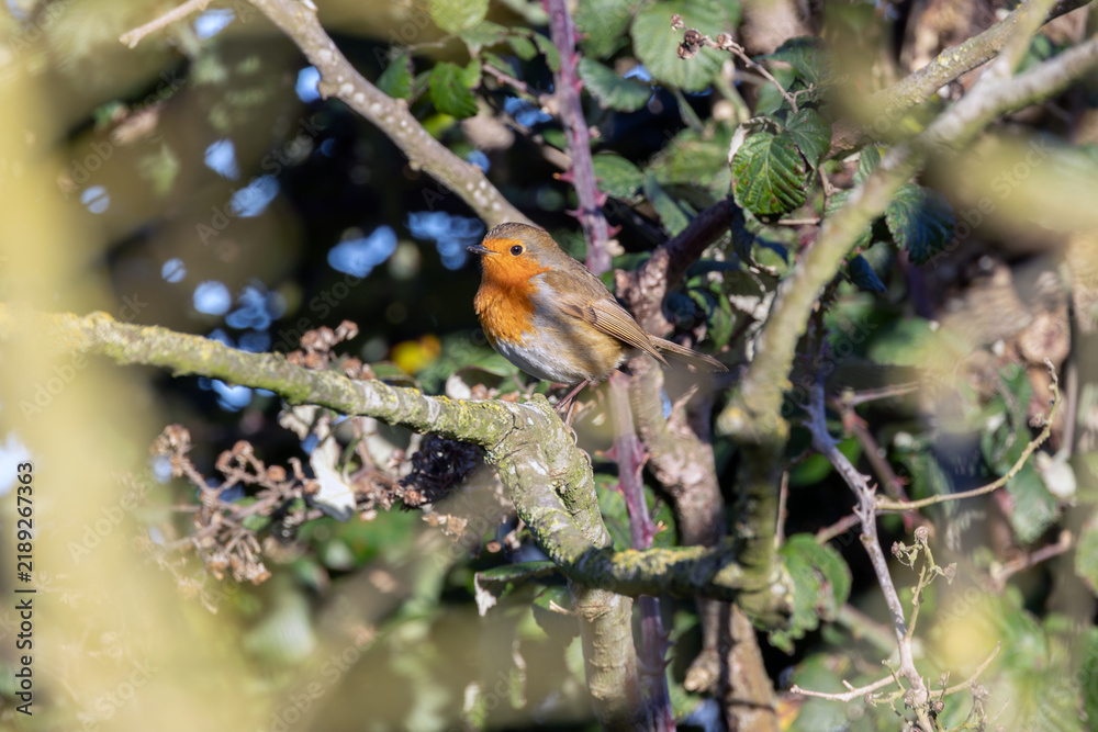 Obraz premium Adult European robin on a lichen-covered branch