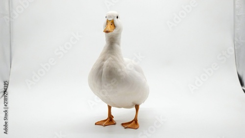 White duckling standing upright