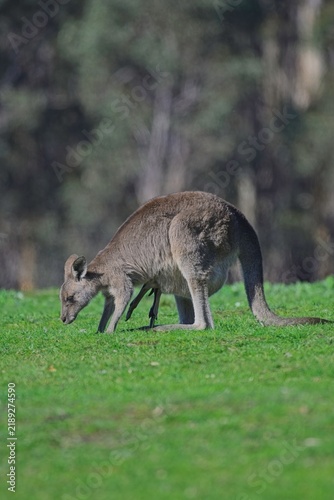 Cuadro en lienzo Eastern grey kangaroos with Joey in pouch, grazing in an open field, in front of