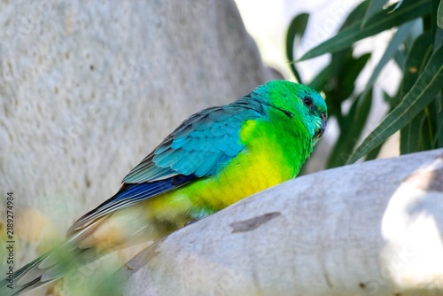 Red rumped grass parrot (Psephotus haematonotus), with bright male plumage perched on river redgum branch, Woodlands Historic Park, Victoria Australia