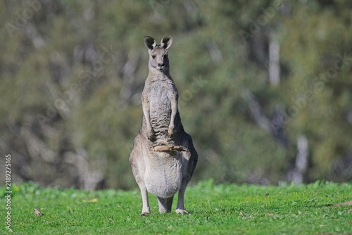 Принти на полотні Eastern grey kangaroo with barely enough room for growing joey in pouch, watches