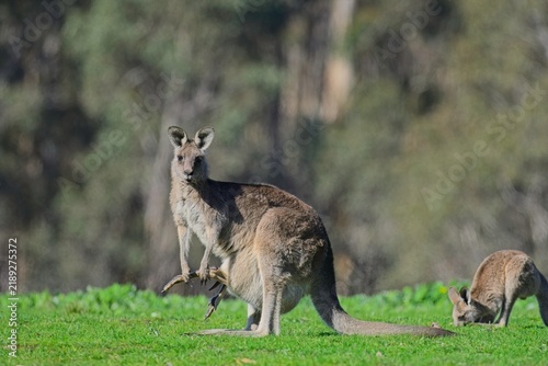 Fotografie Eastern grey kangaroos with barely enough room for growing joey in pouch, watche