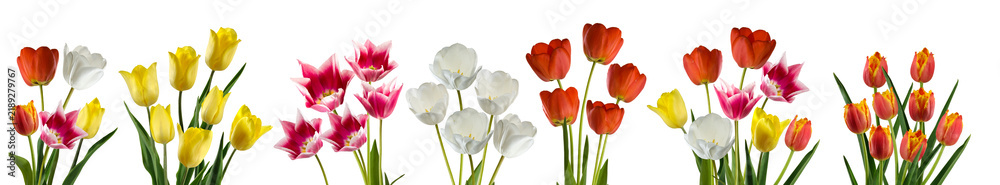 Obraz premium Colorful display of tulips in various shades arranged in a line isolated on transparent background, PNG file