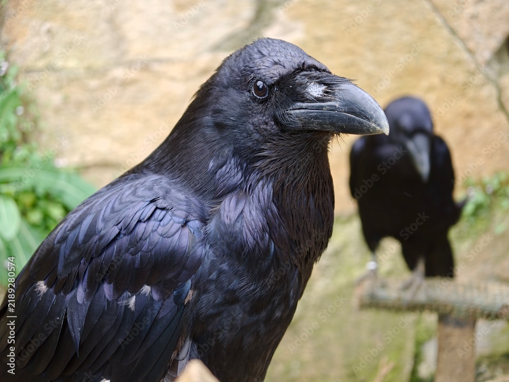 Fototapeta premium Close-up portrait of a wild black raven with dark feathers black bird wildlife
