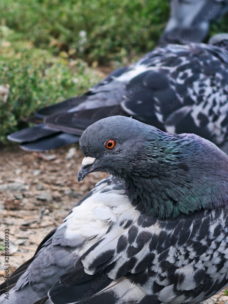 Fototapeta premium A close up view of a pigeon with grey and white feathers feral pigeon wildlife