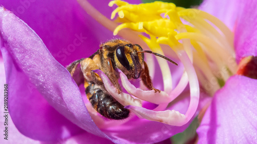 Close-up Macro of Australian Native Smiley Bee (Mellitidia tomentifera) Foraging on Pink Flower Petals