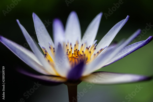 Фотография Close up of a purple water lily with delicate petals and detailed stamens