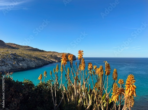 flowering Aloe Vera plants at the bay Cala Barques and Cala Clara with turqouise water near Cala Sant Vicenc in northeastern Mallorca, rocky cliff, Serra de Tramuntana, Spain