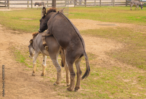 Fotografie Donkeys Mating in Farm Field Behavior