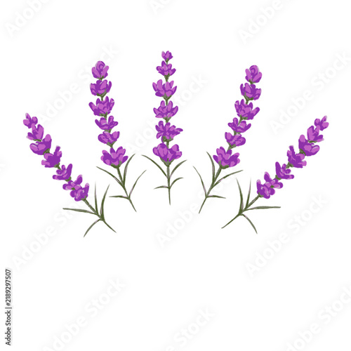 Foto Illustration of a group of colorful lavender flowers distributed evenly