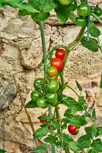 Принти на полотні Fresh Tomatoes Growing on a Vine Against a Stone Wall