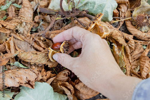 Foto Hand picking up ripe brown horse chestnut from spiky shell among dry autumn leaves