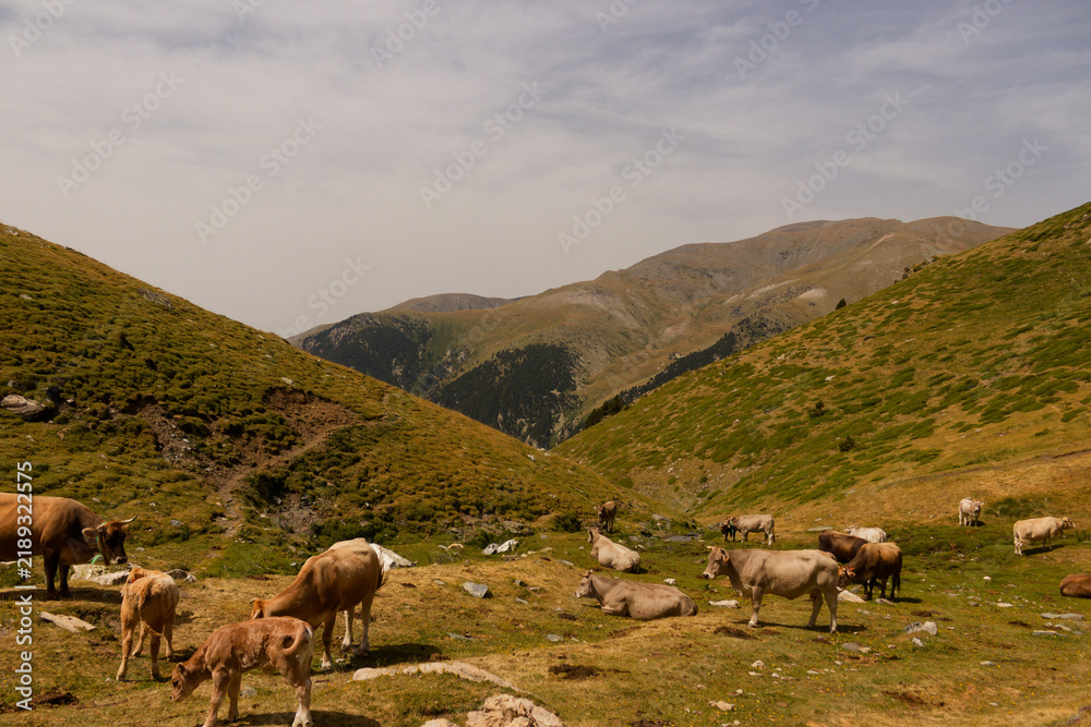 Fototapeta premium Hiking trail in the Pyrenees mountains between Vallter and Vall de Nuria, Catalonia, Spain