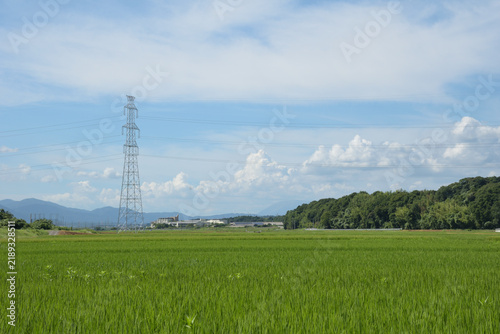 夏の爽やかな田園風景