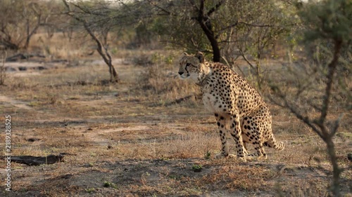  a Cheetah female approaching, looking for prey in golden light