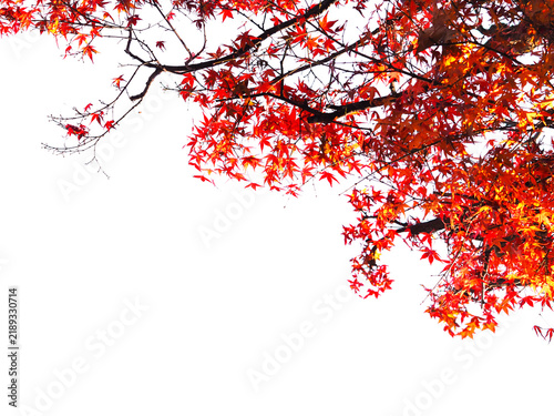 Close up red maple leaves in autumn season isolated.