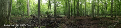 Lush green forest showing natural wilderness in poland