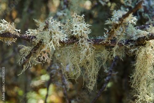 Konstfotografi Biota of Gran Canaria - Pale Green Fruticose Lichen and Beard Moss on Tree Branc
