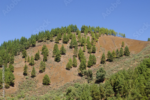 Gran Canaria, hiking route between Cruz de Tejeda and San Mateo, pine trees on Montana del Codeso near Hoya del Gamonal in Gran Canaria
