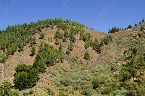 Gran Canaria, hiking route between Cruz de Tejeda and San Mateo, pine trees on Montana del Codeso near Hoya del Gamonal in Gran Canaria
