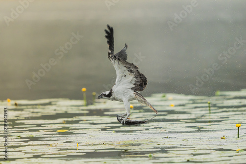 Foto osprey (Pandion haliaetus) emerges from a lake near Mrągowo, Poland, carrying a freshly caught fish in its talons over lily pads