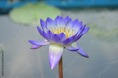 Canvastavla blue water lily(Nymphaea) at Shanghai Botanical Garden