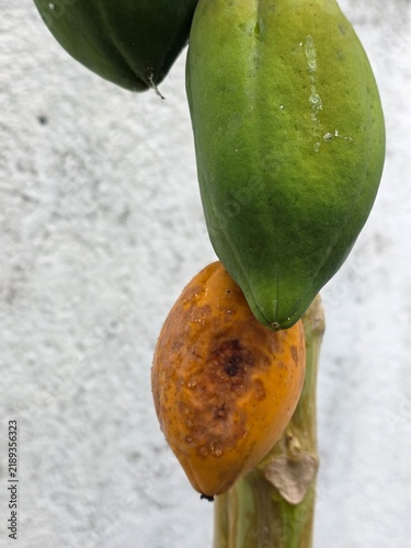 Damaged Papaya Fruit on Tree, Ripe and Diseased Papaya with Brown Rot and Spots