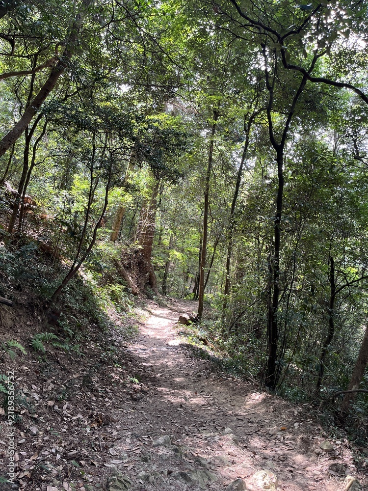 Obraz premium 臥牛山の山道