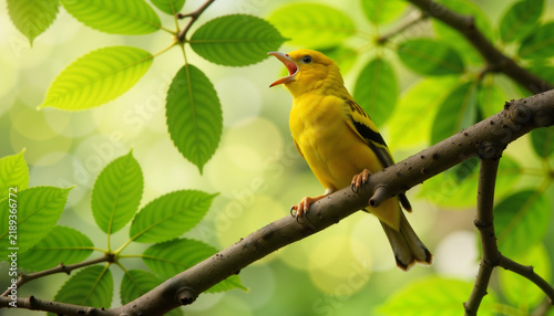 Yellow bird singing on a tree branch among green leaves, World Wildlife Day    