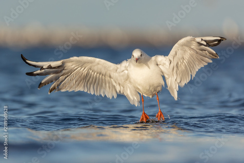 фотографія Black-headed gull (Chroicocephalus ridibundus) landing on sea water with wide spread wings, front view
