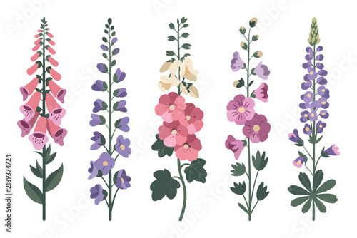 Five beautiful colorful garden flowers including foxglove and lupine plants arranged on plain bright surface