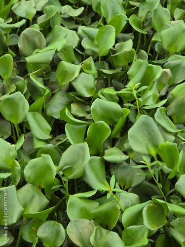 green leaves of a plant