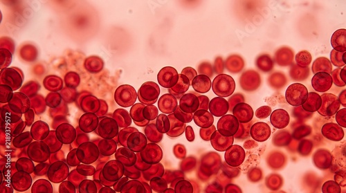 Red blood cell microscopic view, healthcare and biology science