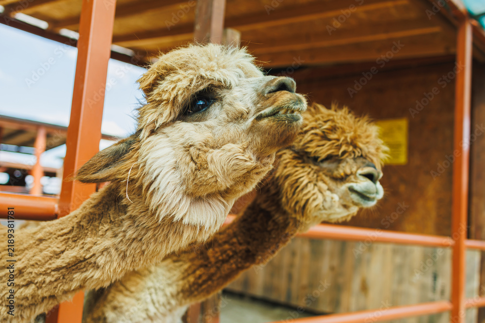 Fototapeta premium Two llamas stand close together at a farm, looking curiously towards visitors on a sunny day in the countryside