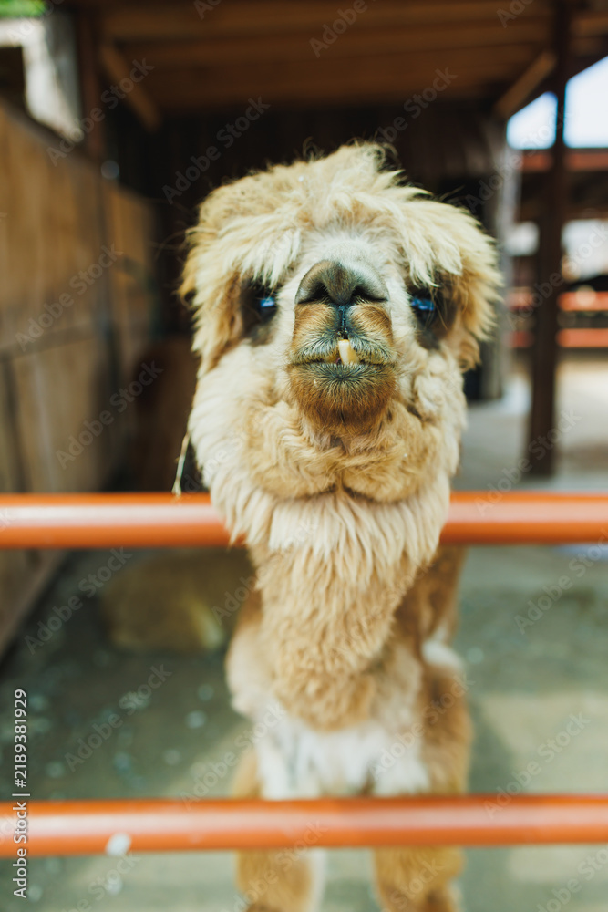 Fototapeta premium Llama stands by fence in petting zoo with farm buildings in the background during the day