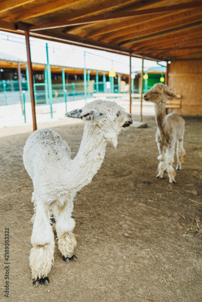 Fototapeta premium Llamas standing inside a barn on a farm during daytime