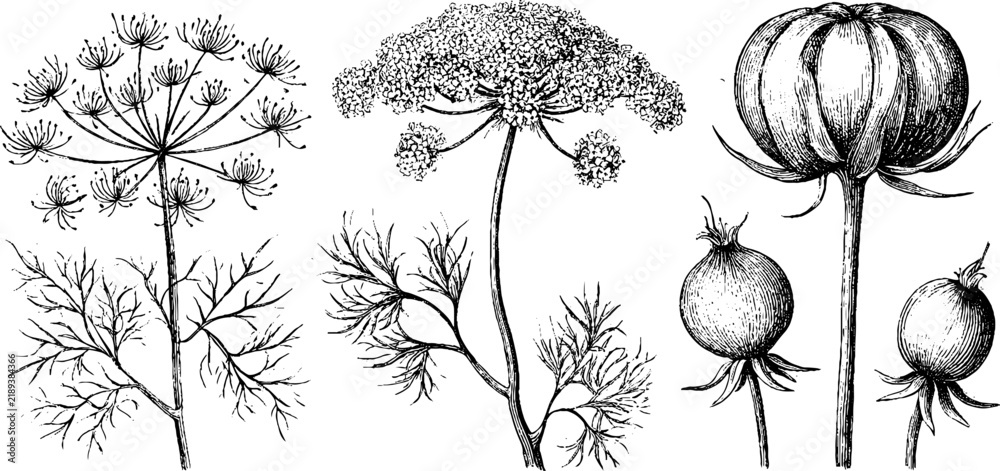 Obraz premium Antique dill engraving botanical illustration with umbels stems and seed capsules isolated on white for vintage poster label background and botanical packaging design