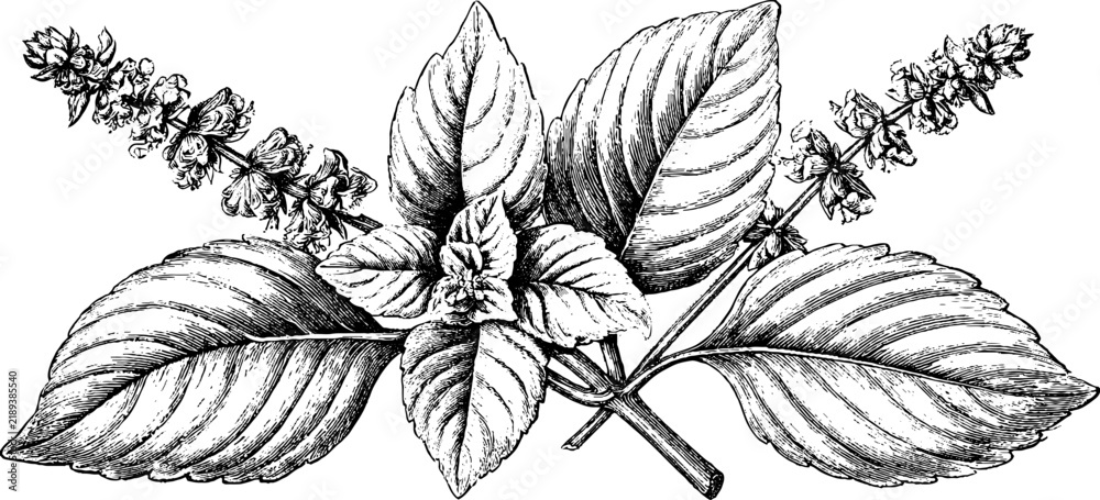Fototapeta premium Antique holy basil botanical engraving isolated on white background for herbal remedy labels and natural product background design