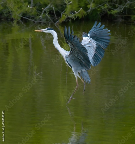 Картината върху платно Grey Heron Landing on Water with Huge Outstretched Wingspan Algarve