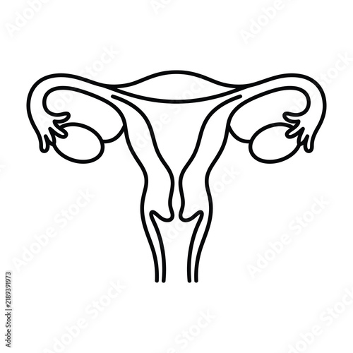 Female reproductive system anatomy uterus ovaries fallopian tubes