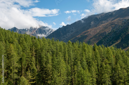 Landscape view of picturesque Altai mountains and green forests on a sunny august day, Russian Federation