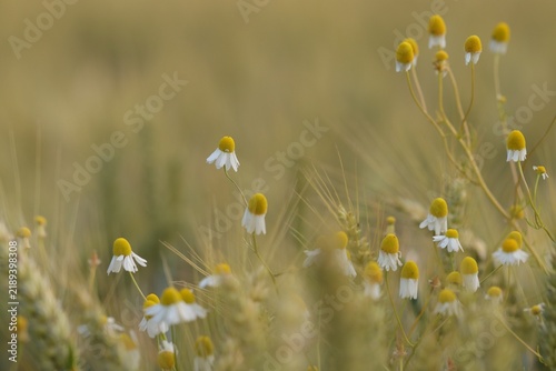 fiori di camomilla in estate al tramonto