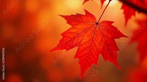 Red maple leaves close-up in hyper-realism, detailed veins with dew drops, bright rich red palette, gentle leaf sway 