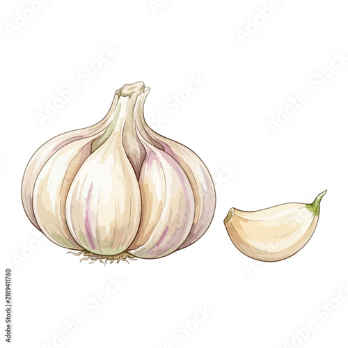 Watercolor garlic bulb and clove organic vegetable seasoning on white
